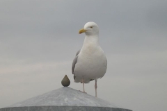 woelflingssommerlager_sylt_2011_20190804_1192581889