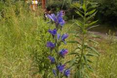 kraeuterwanderung_2014_20210911_1811911904