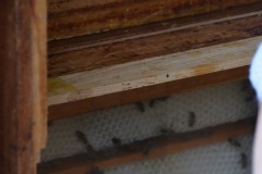 die_biber_beim_imker_2015_20210911_1249766033