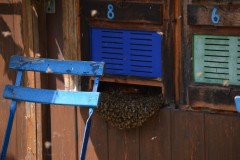 imkerbesuch_der_biber_20190804_1118597709