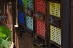 imkerbesuch_der_biber_20190804_1695011906