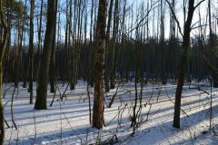 neujahreswanderung_2016_20190804_1249460352