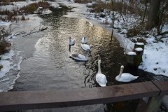 neujahreswanderung_2016_20190804_1778418880