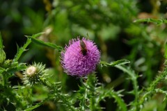 stammesgeburtsrag_2016_20190804_1617371932