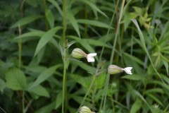 stammesgeburtsrag_2016_20190804_1771327565