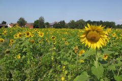 sommerlager_2017_20190730_1817665988