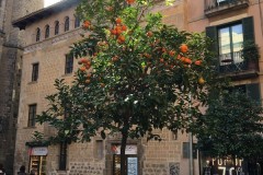 wfis_ga_in_barcelona_2017_20190730_1148934854