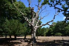 wfis_eurocamp_2018_in_england_20190730_1266078973