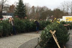 weihnachtsbaumverkauf_2019_20210911_1892061745