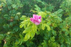 sommerlager_woelflinge_sylt_20190901_1323890967