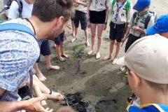 sommerlager_woelflinge_sylt_20190901_1546546057