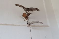 sommerlager_woelflinge_sylt_20190901_1560891352