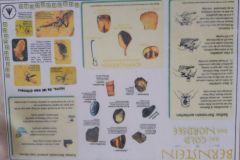 sommerlager_woelflinge_sylt_20190901_1625453228