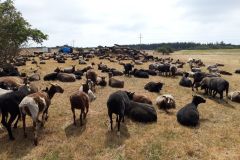 sommerlager_woelflinge_sylt_20190901_1628635282