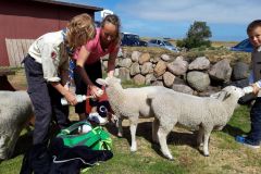 sommerlager_woelflinge_sylt_20190901_1785358524